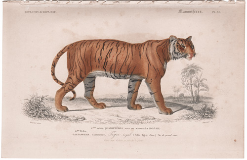 Tiger